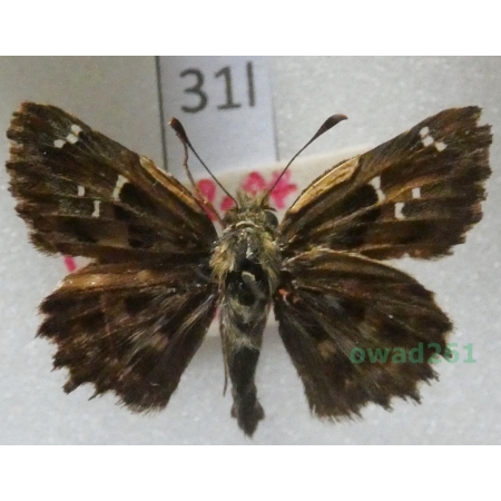 Carcharodus alceae (Esper, 1780) Czech31l